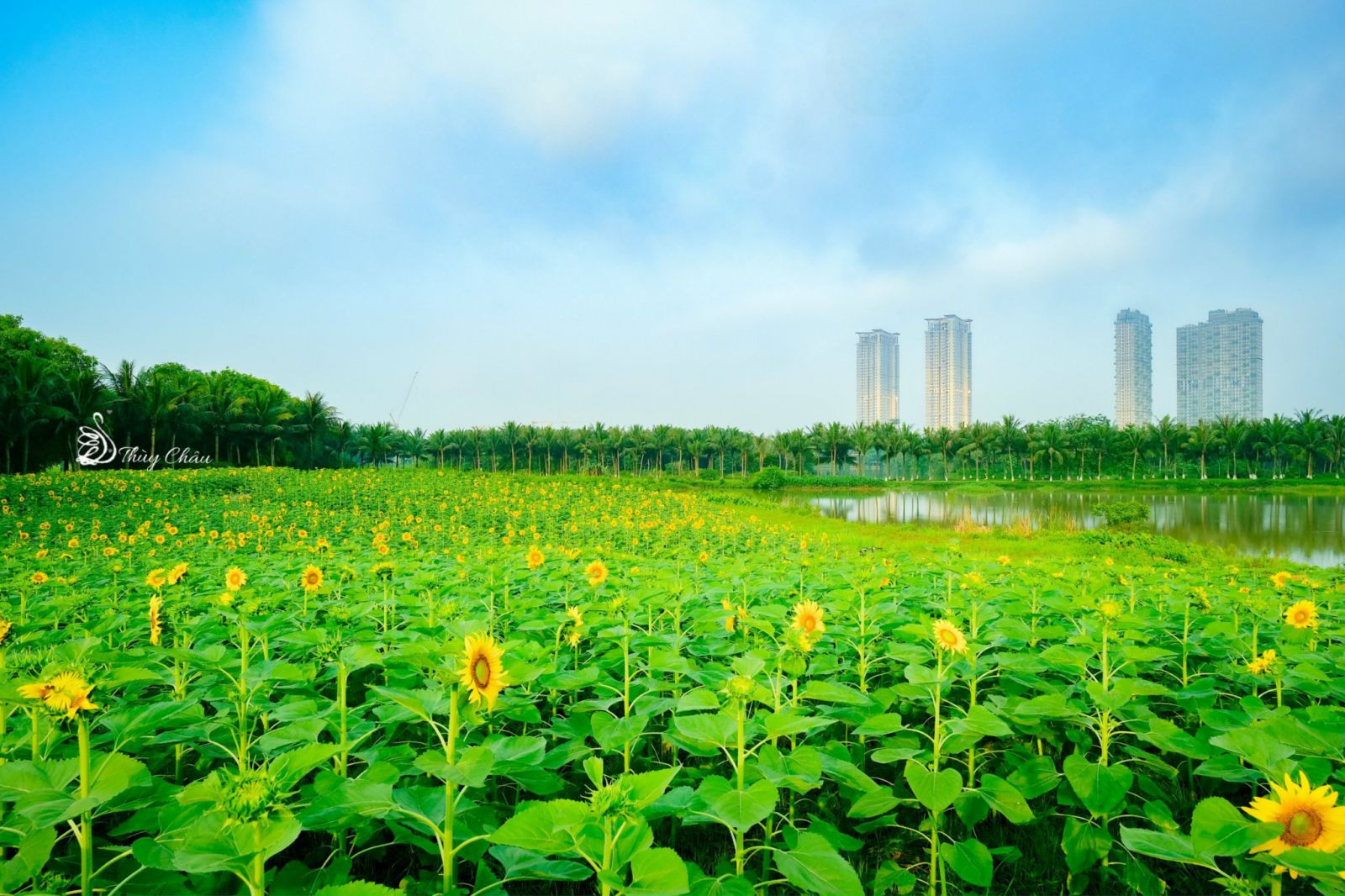 Ecopark - 